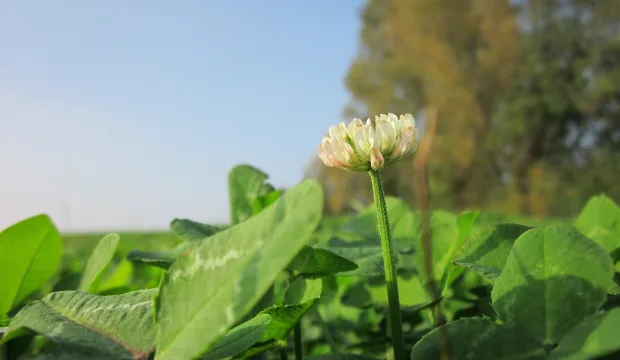 Hankkeenartikkelikuvanettisivuille620x360