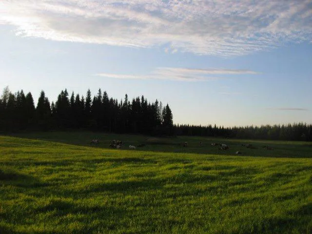 Heinakuu 048