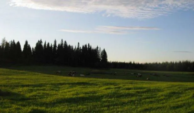 Heinakuu 048 0