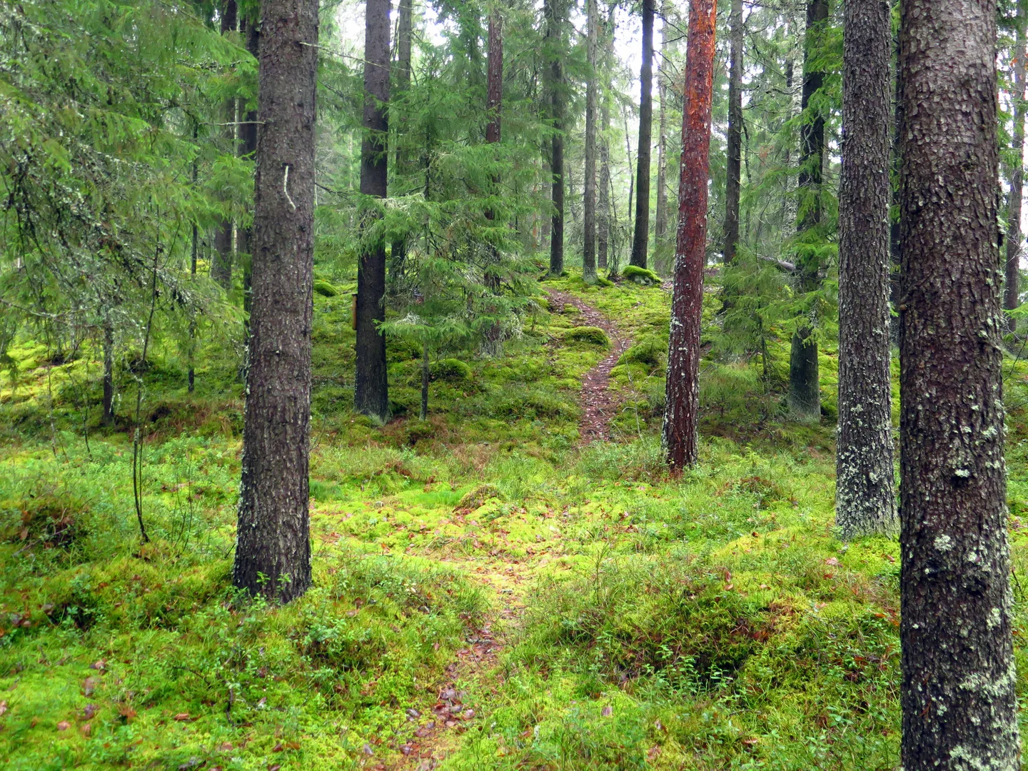 Seitsemän veljeksen vaellusreitillä on monipuolista metsää.