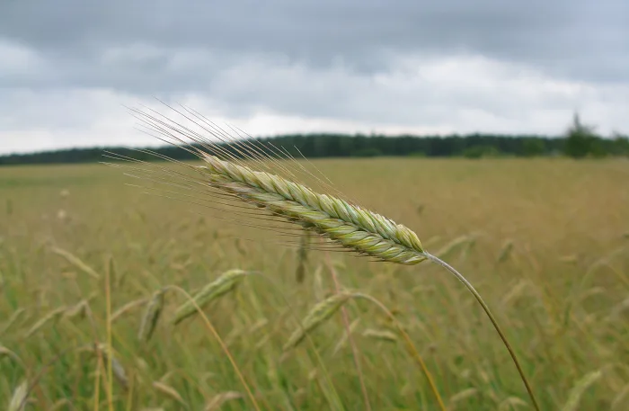 Img 2387 heikin blogi