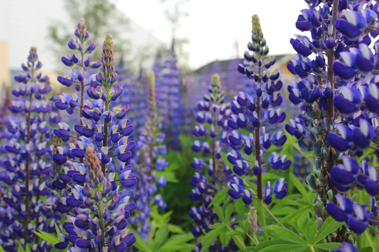 Lupiini on yksi Lapin haitallisimmista vieraslajeista.