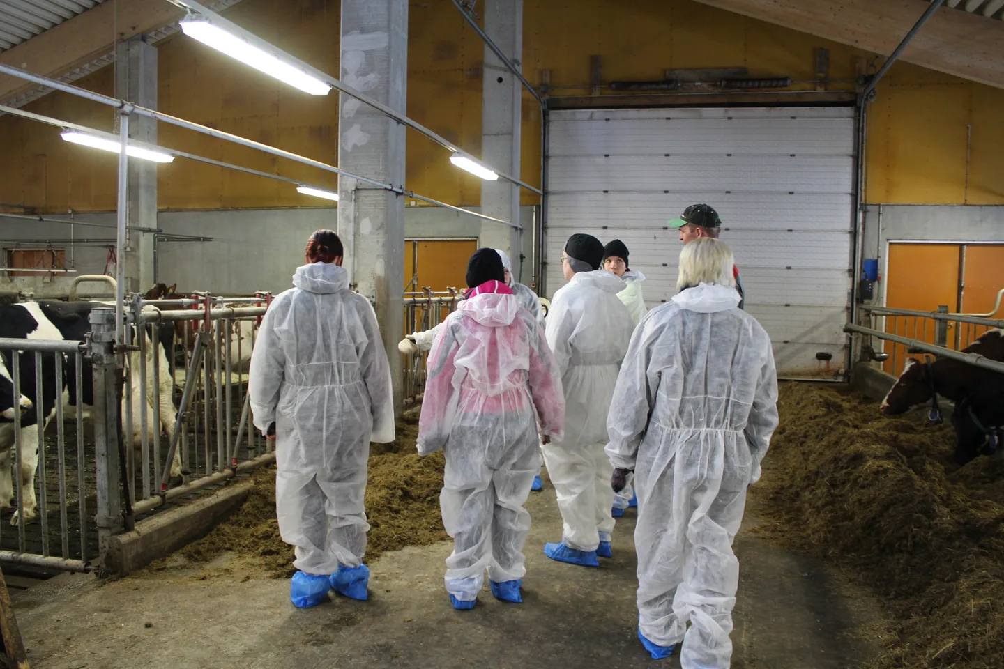 Pienryhmäläiset navetassa