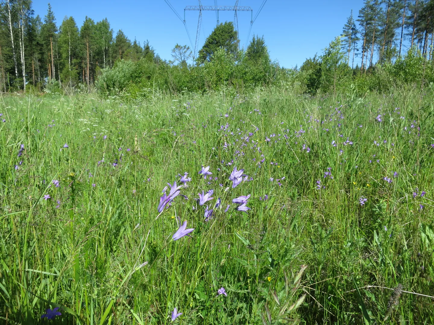 Img 8259 katri salminen