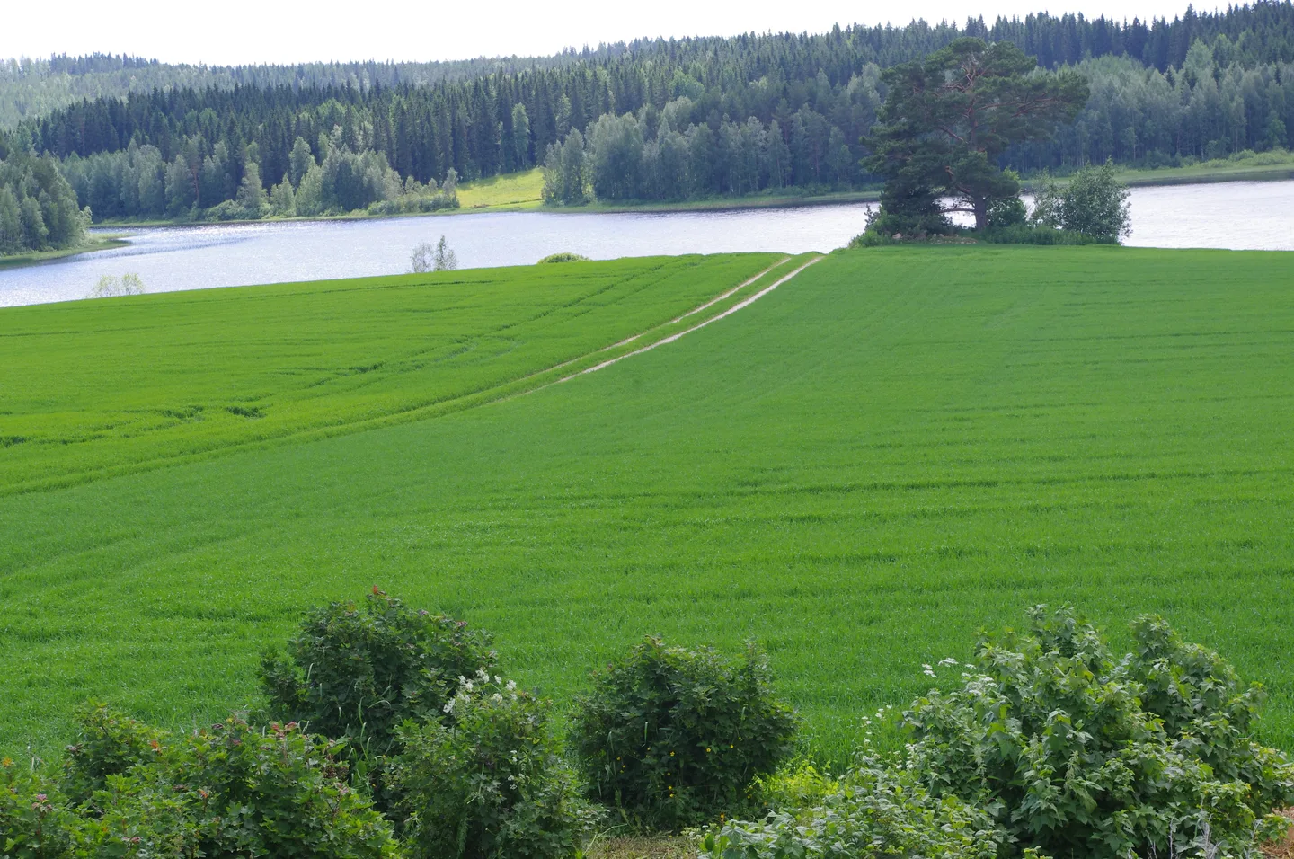 Imgp0567