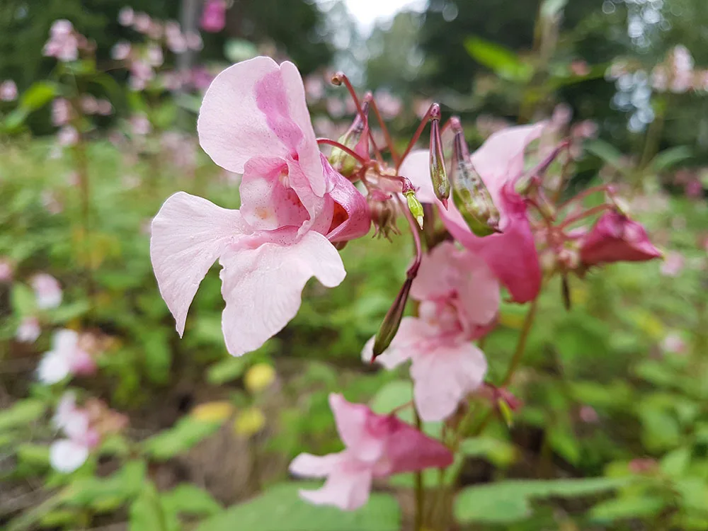 Itua s22 Jattipalsami Katri Salminen pienennetty
