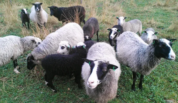 Kainuunharmas kaiea 620x360