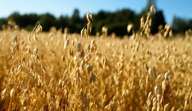 Kannanotto viljakuva1 nettiartikkeli