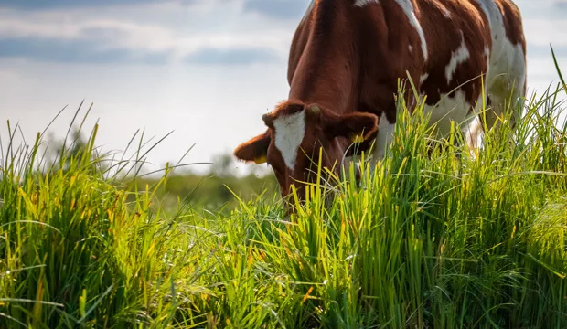 Kannanottokuvauutinen