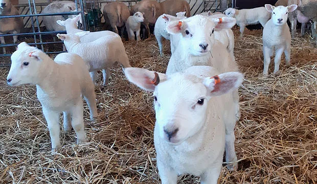 Karitsatmillaartikkeli