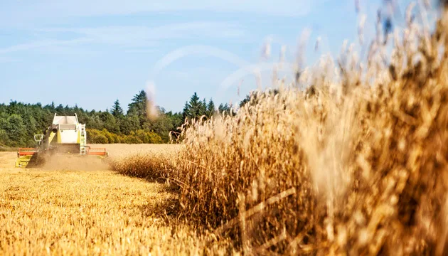 Kasvutilanne 19 8 kuvapixhill