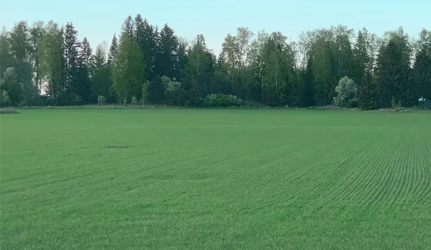 Kuvassa luomukaurakasvusto. Kuvaaja: Henri Lindholm, Iittala