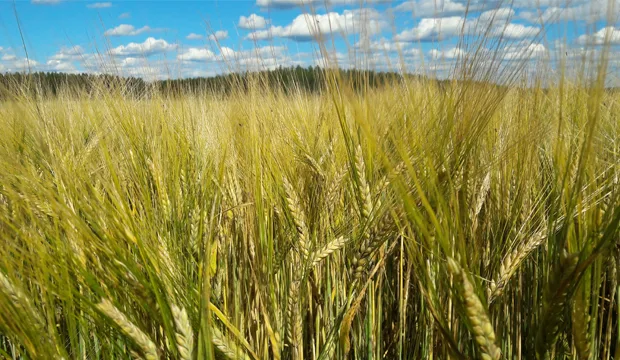 Kasvutilannekatsaus 11 8 artikkeli uutinen