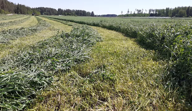 Kasvutilannekatsaus 23 6 artikkeli uutinen