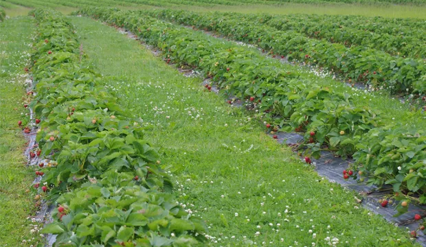 Kasvutilannekatsaus 25 6 artikkeli uutinen 0