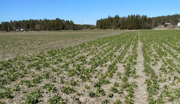 Kuvassa luomusyysrypsiä Maskusta.