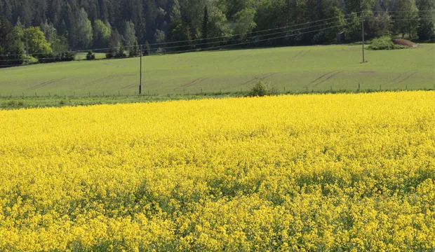 Kasvutilannekatsaus 4 6 artikkeli uutinen