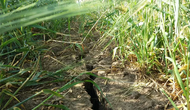 Kasvutilannekatsaus 5 8 artikkeli uutinen