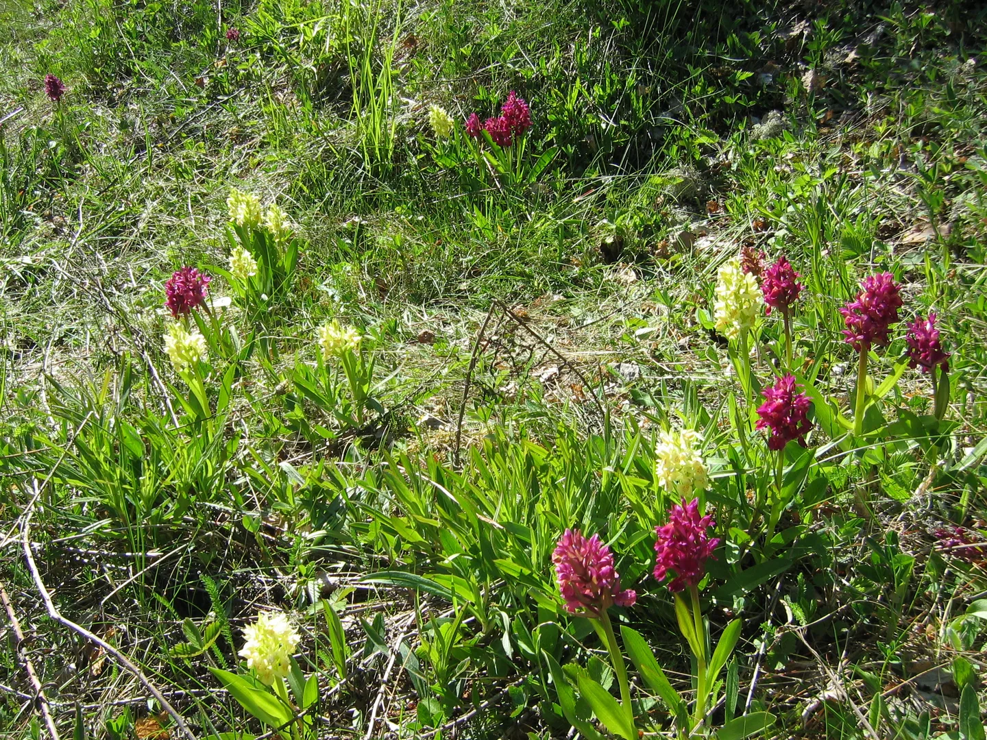 Kevat 2014 05 16 r lp fhs