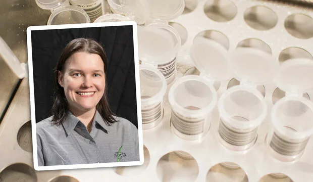 Kirsi leppikorpi proagria icar artikkelikuva