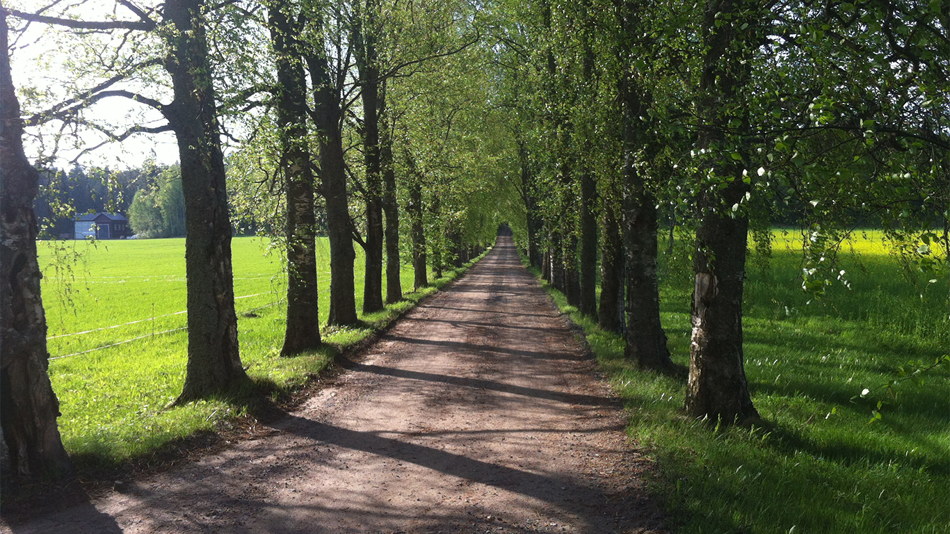 Koivukuja