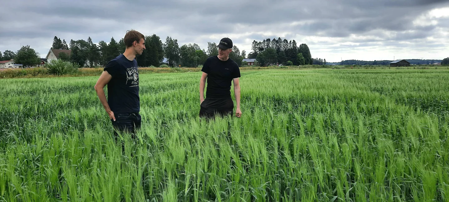 Ruokinta- ja kasviasiantuntijan yhdessä tekemät kasvustokäynnit tuovat monipuolista näkökulmaa tuotannon optimointiin. Pellolla Taneli Rahja ja Jukka Mäkelä. Kuva: Heidi Lehkonen