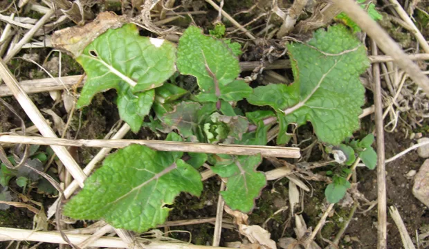 Kuulumisia syysrypsista3 620x360px 0