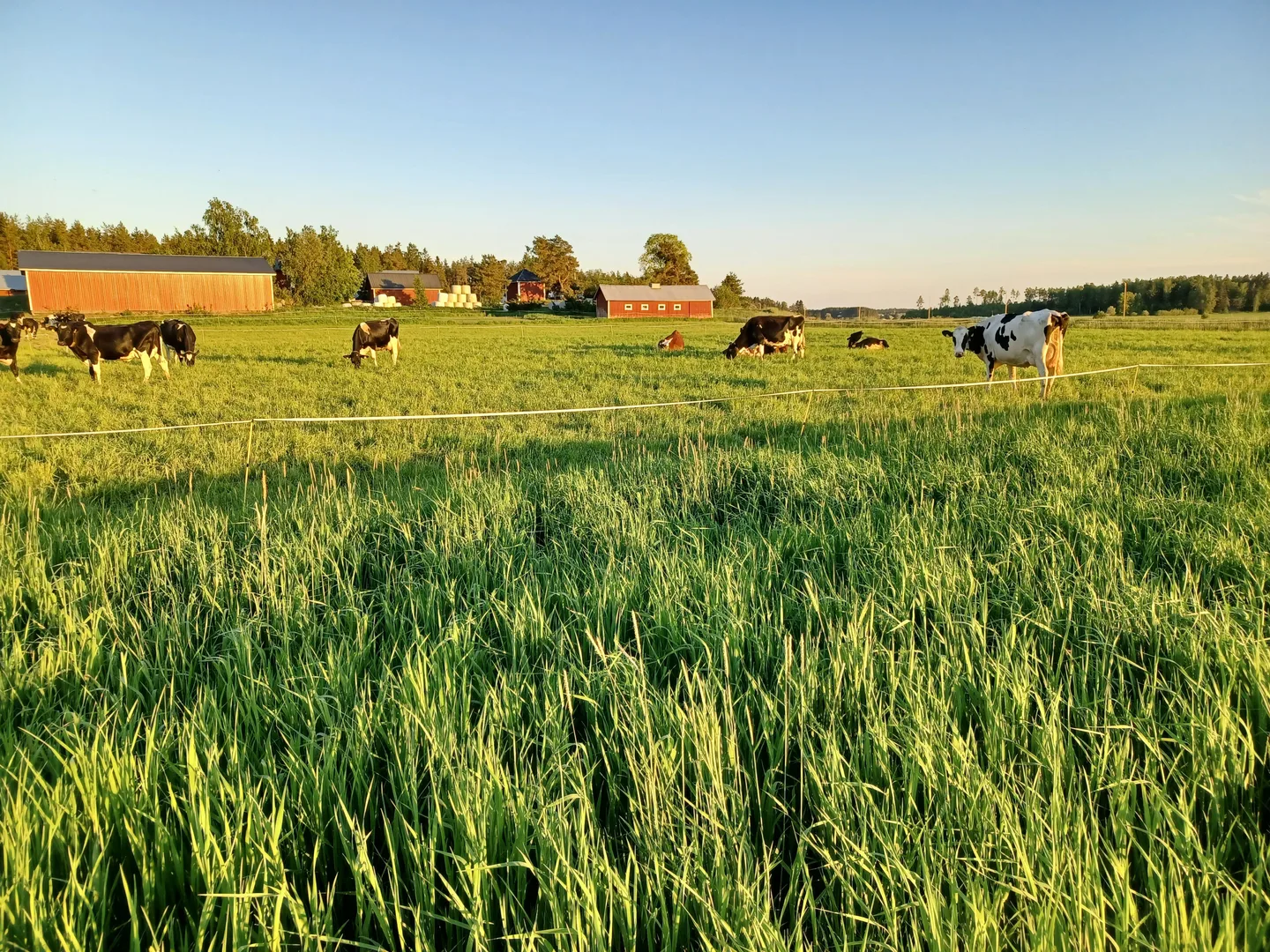 Kuuntele laidunnurmiasi 1 0