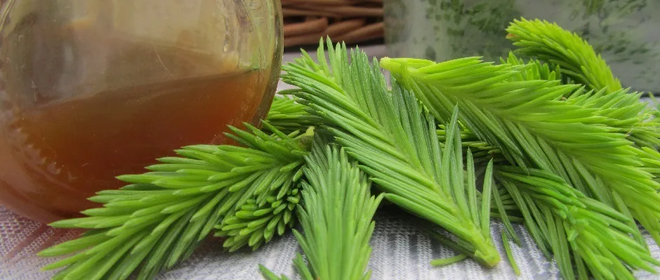 Kuusenkerkat koko saadetty nettisivuille