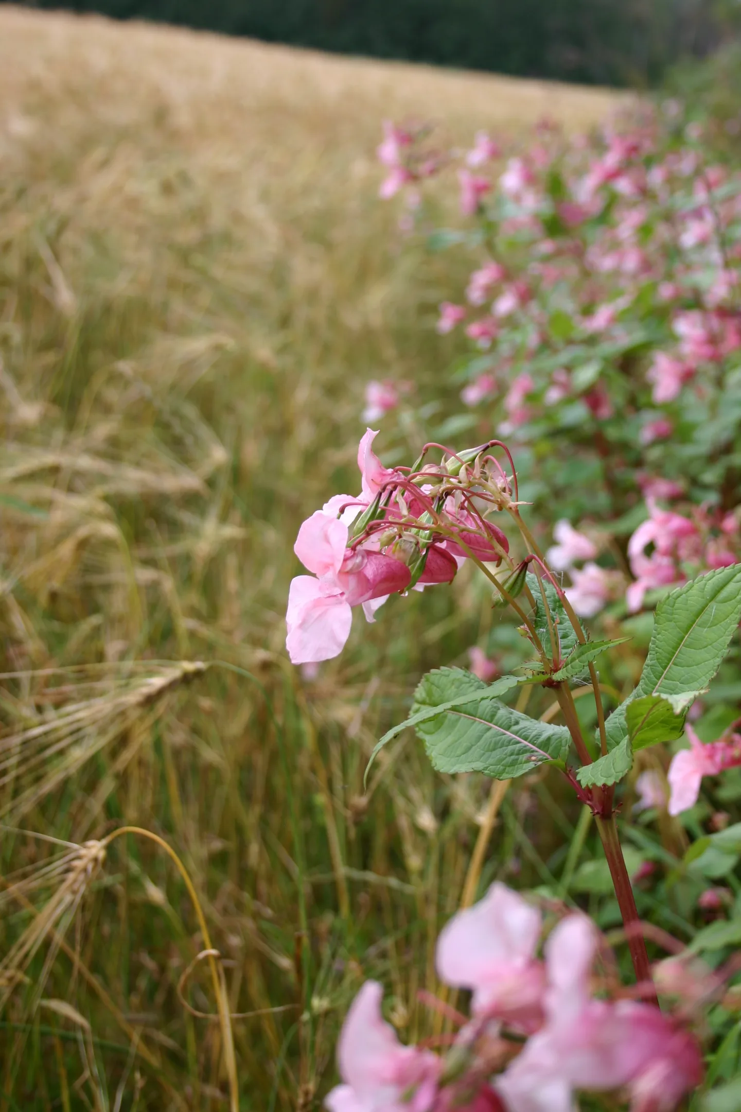 Kuva42 img 0542 jattipalsami pellonreunassa