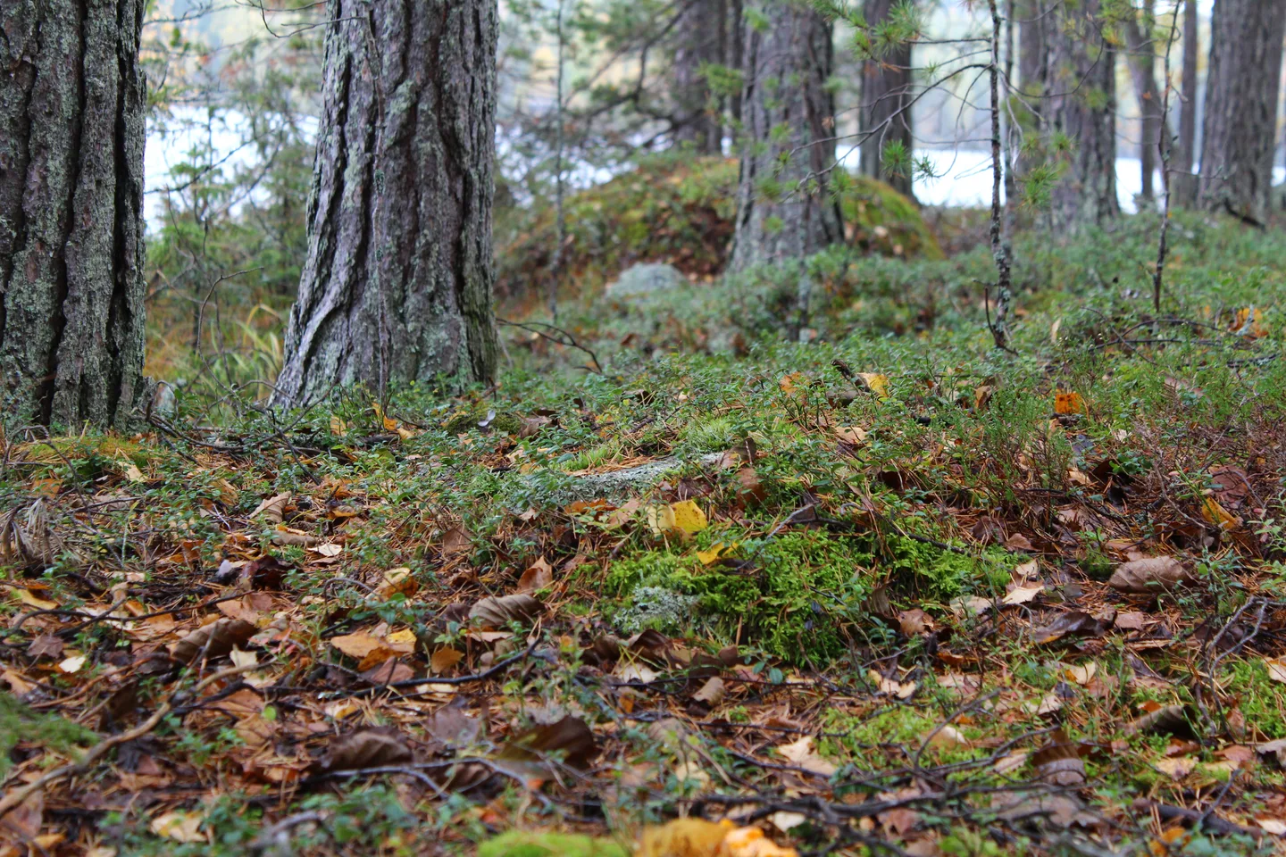 Kuvat. Sinikka Jokela