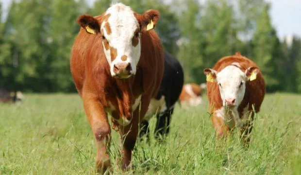 Kuva ulla maijaleskinen nauta