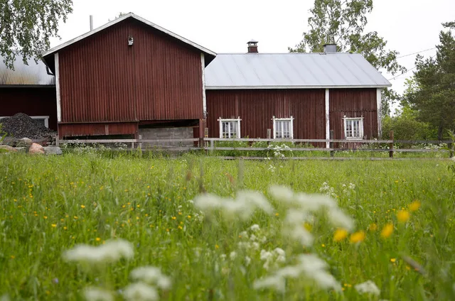 Kuvitus essi jokela 4