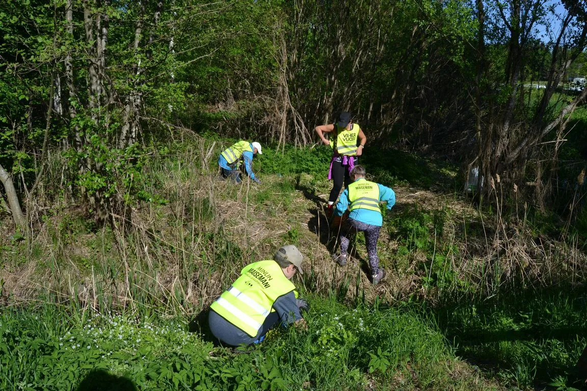 Lahti jattipalsamin kitkentaa luontoturva fi