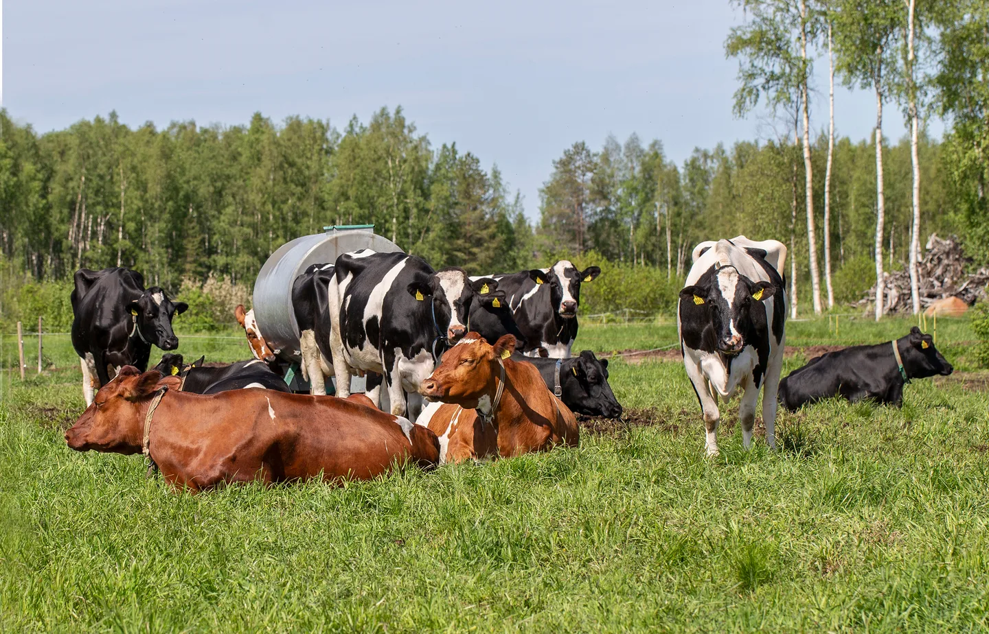 Lehmät laitumella ja vesipisteellä