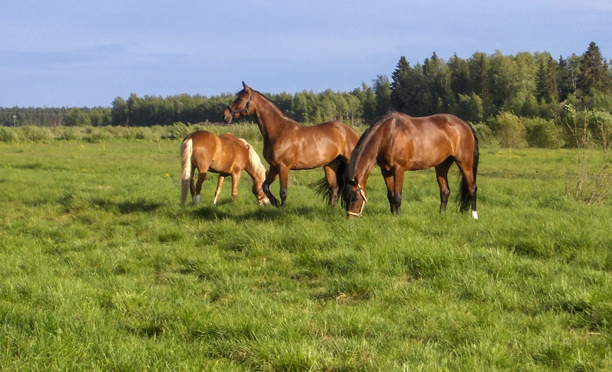 Laidunhevoset