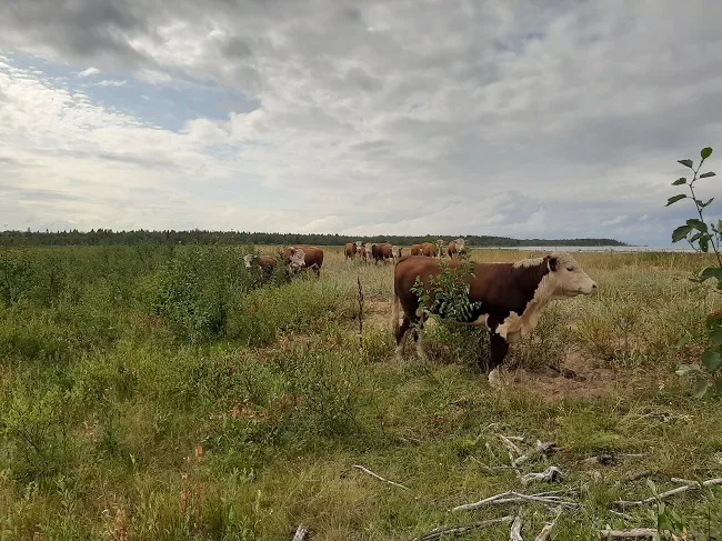 Laiduntavat lehmat netti