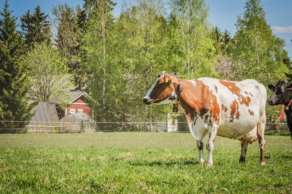 Laitumella hannele antila 8