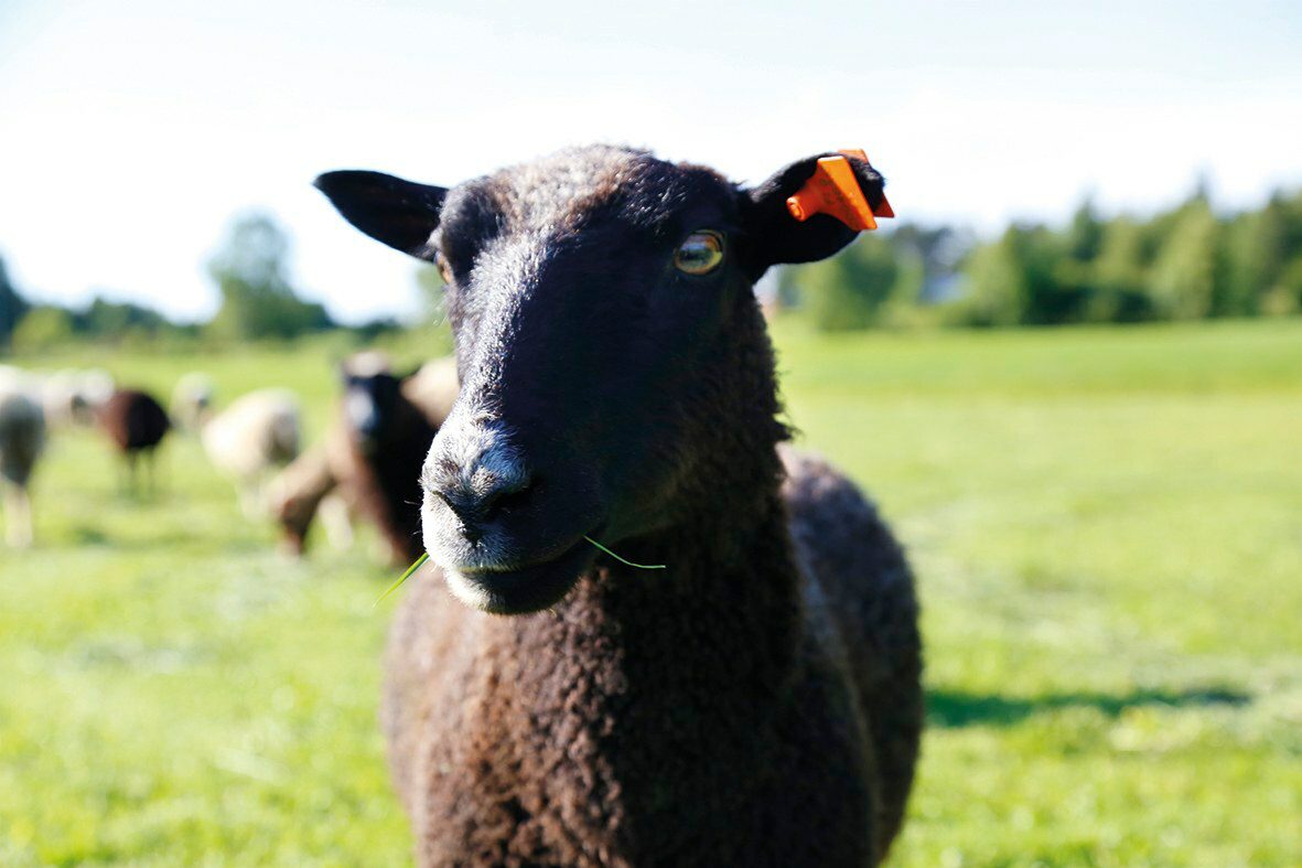 Lammaspalvelut