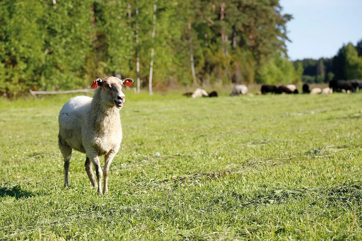 Lammas essi jokela 1