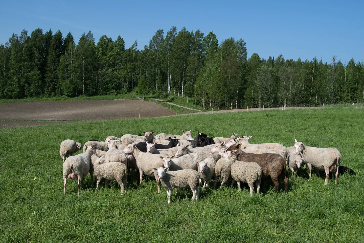 Lammaskatras kuva ilkka valkila 1 1