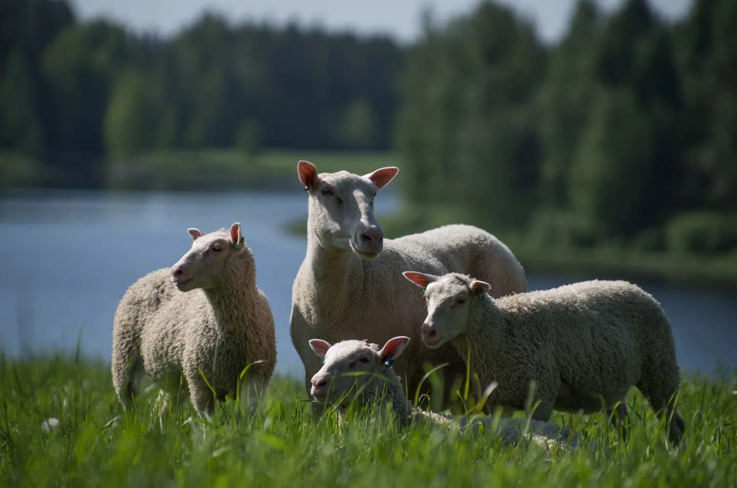 Lammaskatras kuva ilkka valkila 5 lammastiedote 2021