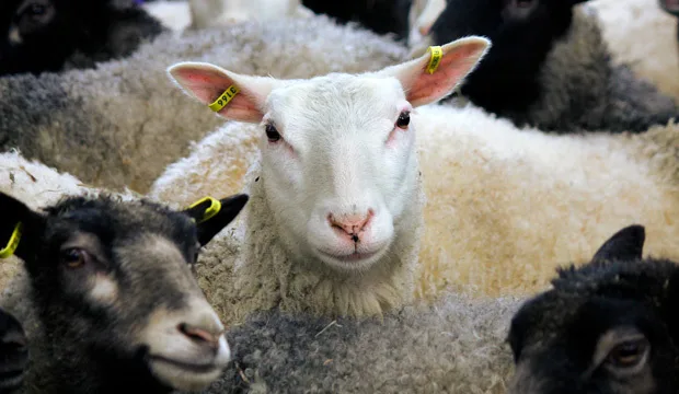 Lammastaulukotartikkeli