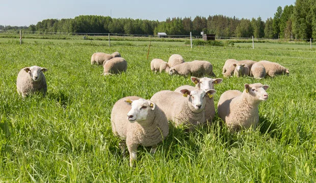 Lammastiedotuskesakuunettiartikkeli