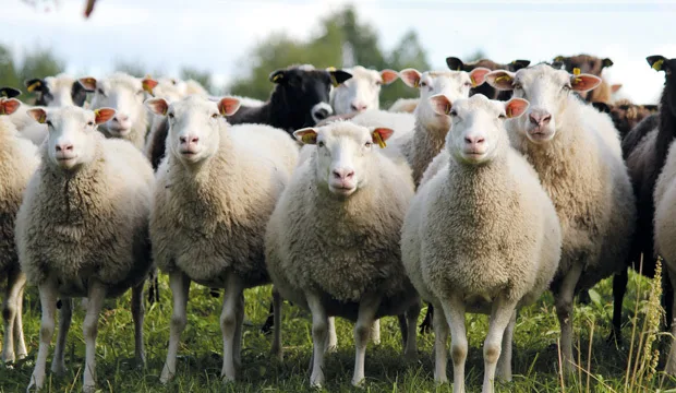 Lammastulokset artikkelikuvasiljaalamikkotervo 620x360 2