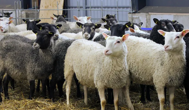 Lammastuloksetartikkeliuutinen2020