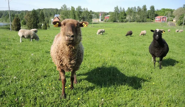 Lampaat maisemablogi riikkasoyrinki