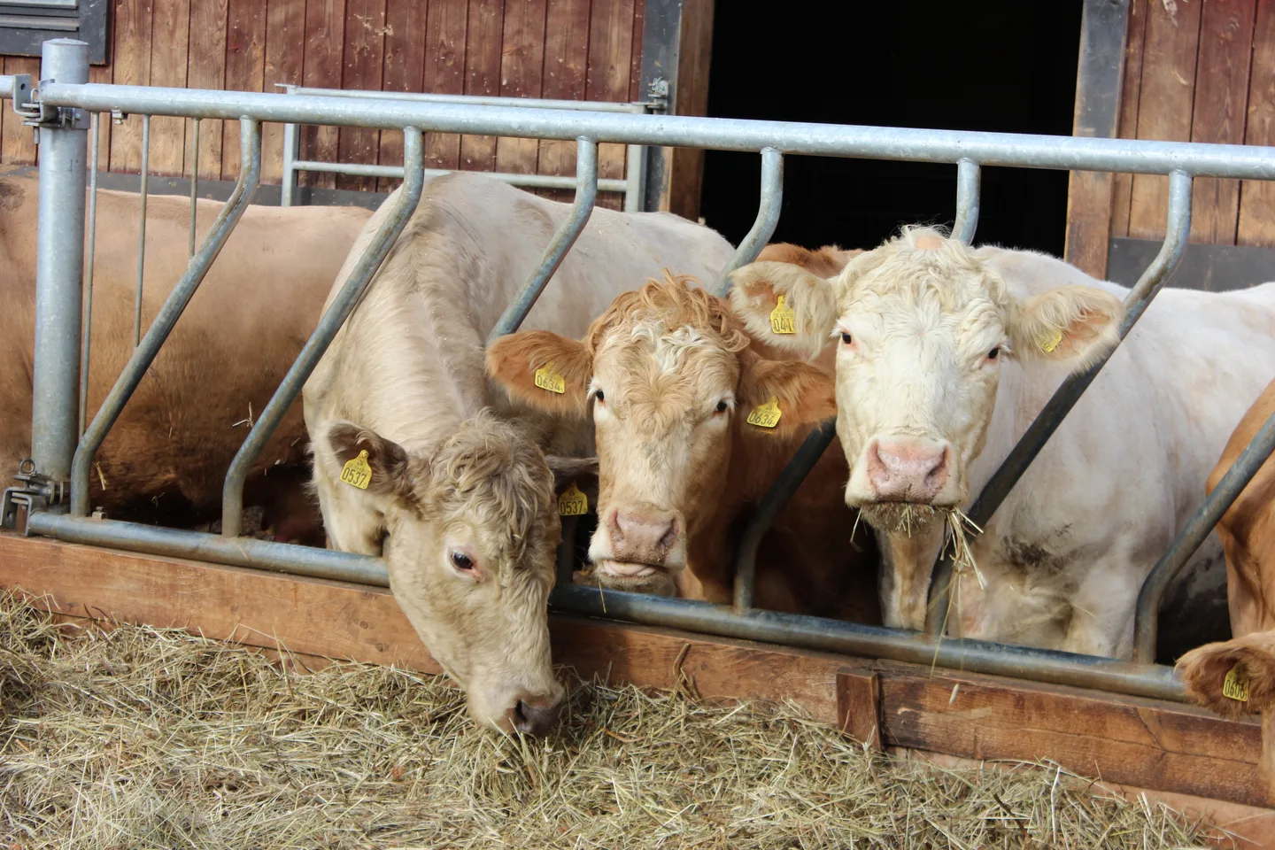 Liha roolikuva img 6371 anna sunio