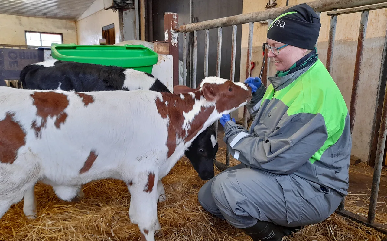 Liisa heinonen ja vasikat www