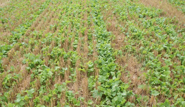 Lohkovalinta2 620x360px